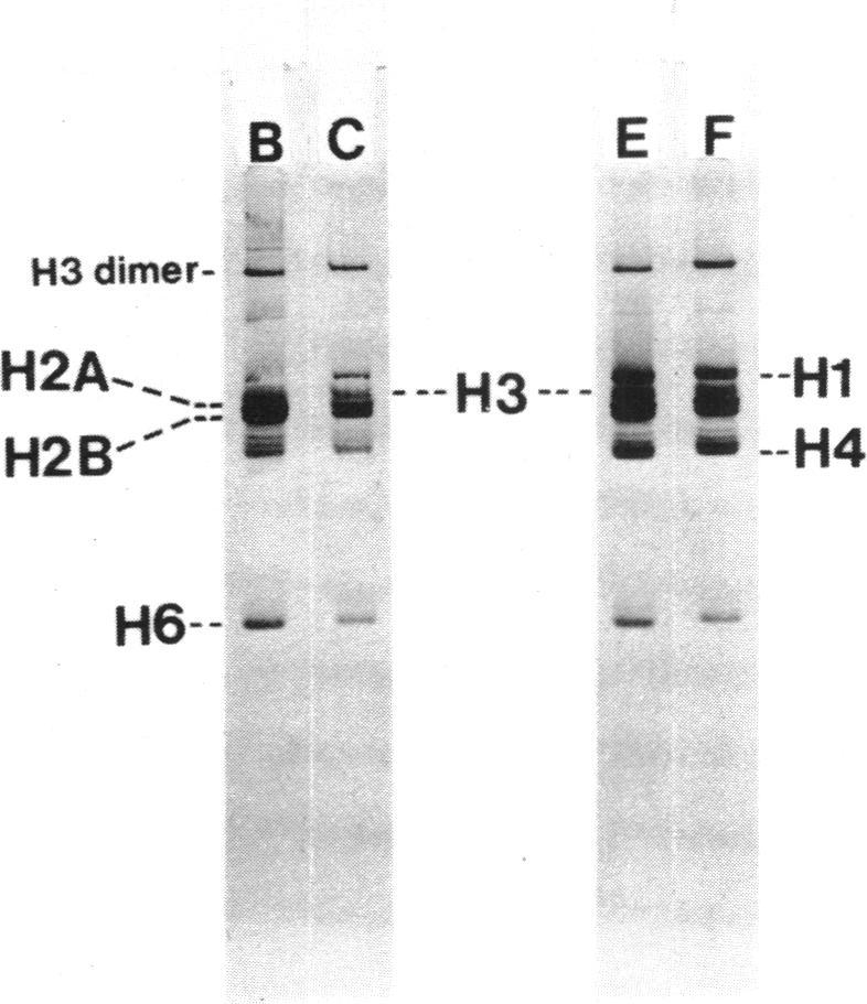 https://cdn.ncbi.nlm.nih.gov/pmc/blobs/55dd/342382/86de92a6a981/nar00461-0171-a.jpg