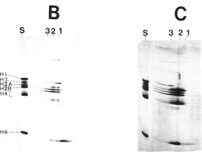 https://cdn.ncbi.nlm.nih.gov/pmc/blobs/55dd/342382/aef735f51e97/nar00461-0173-a.jpg