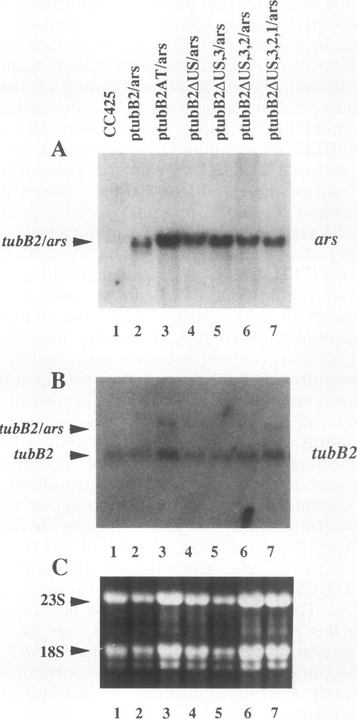 https://cdn.ncbi.nlm.nih.gov/pmc/blobs/55df/359035/79568afe289a/molcellb00008-0160-a.jpg