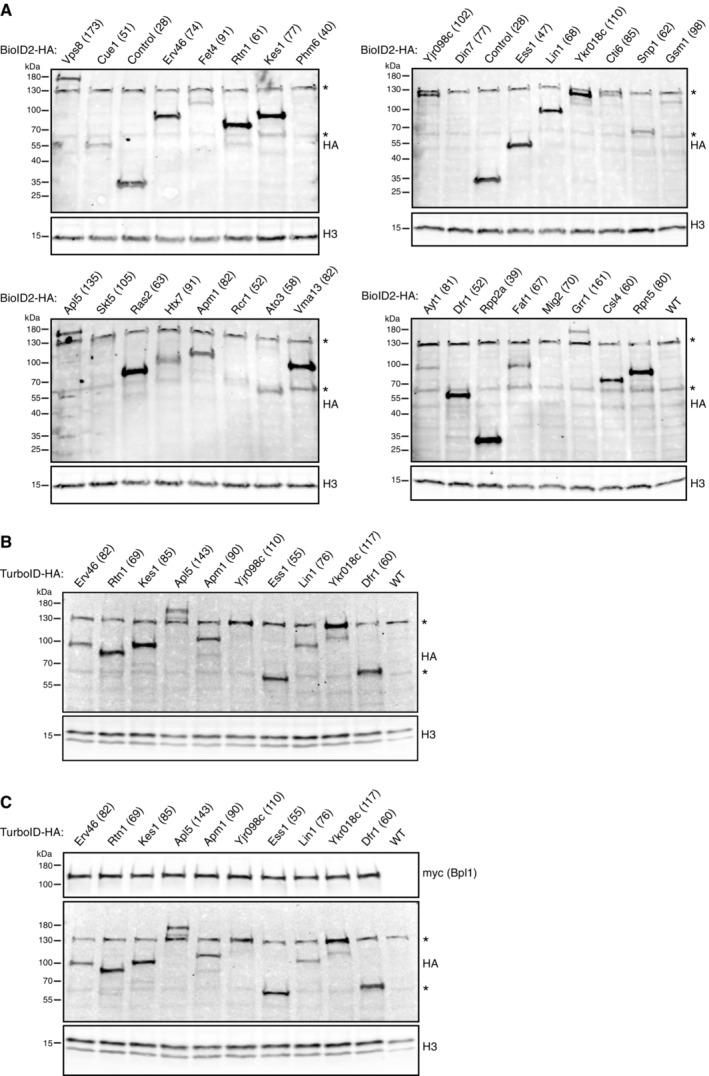 https://cdn.ncbi.nlm.nih.gov/pmc/blobs/55e2/9912024/c44c257cb706/MSB-19-e11084-g006.jpg