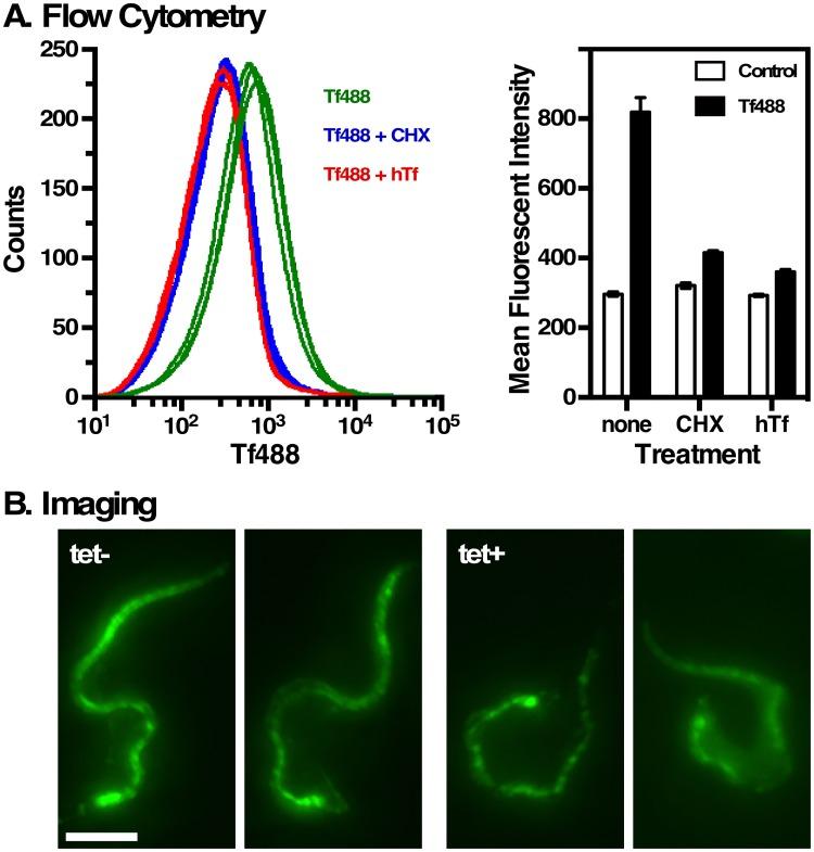 https://cdn.ncbi.nlm.nih.gov/pmc/blobs/55e4/5426795/125362fca078/ppat.1006366.g007.jpg
