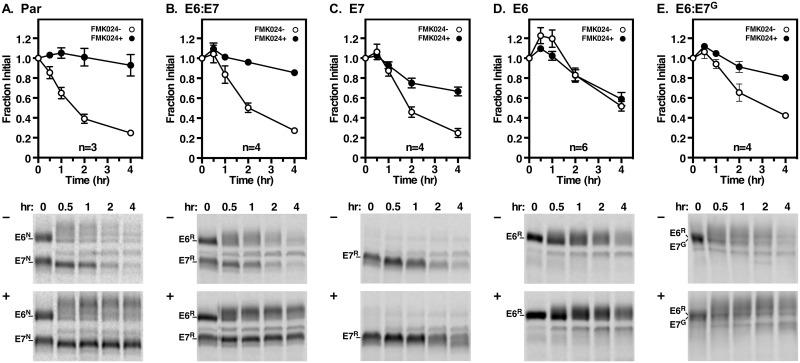 https://cdn.ncbi.nlm.nih.gov/pmc/blobs/55e4/5426795/879348a94e8b/ppat.1006366.g006.jpg