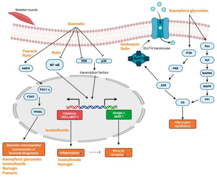 https://cdn.ncbi.nlm.nih.gov/pmc/blobs/55e5/12347122/e4f21fef7a3f/ijms-26-07458-g002.jpg