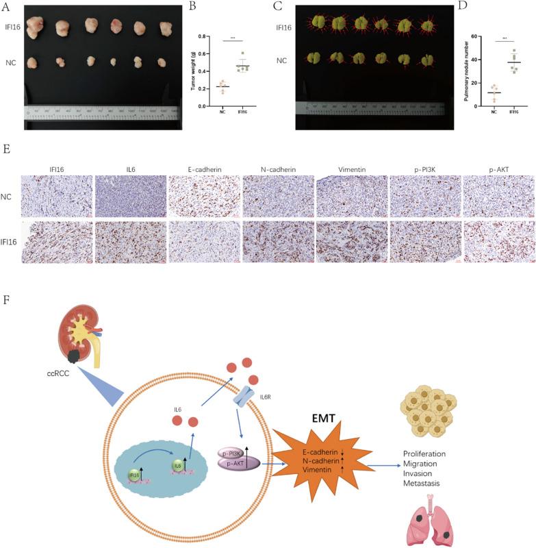 https://cdn.ncbi.nlm.nih.gov/pmc/blobs/55e8/11149187/12936edb998f/12967_2024_5354_Fig9_HTML.jpg