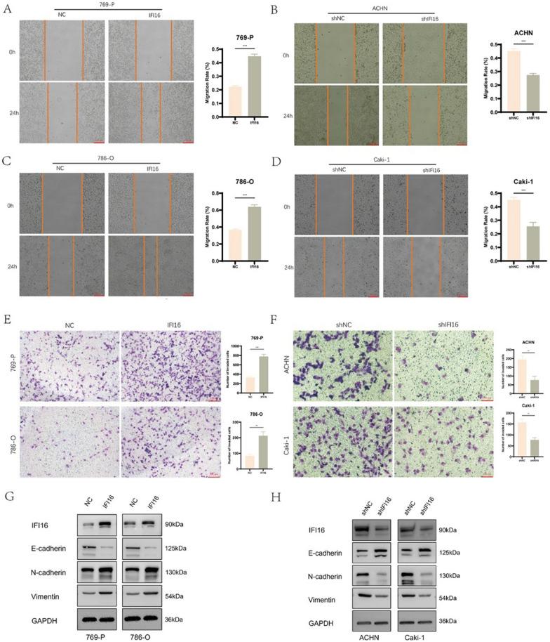 https://cdn.ncbi.nlm.nih.gov/pmc/blobs/55e8/11149187/93a74d8be558/12967_2024_5354_Fig4_HTML.jpg