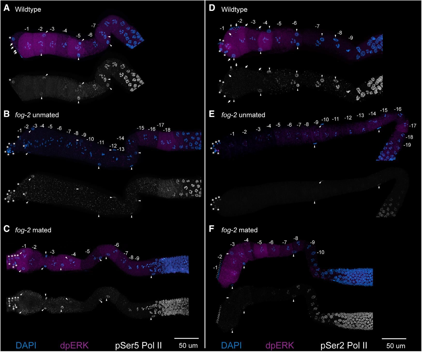 https://cdn.ncbi.nlm.nih.gov/pmc/blobs/55e9/10592488/fbcd996373e9/nihms-1912763-f0004.jpg