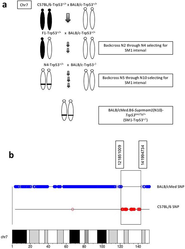 https://cdn.ncbi.nlm.nih.gov/pmc/blobs/55ec/8349885/078a7b691602/nihms-1711917-f0003.jpg