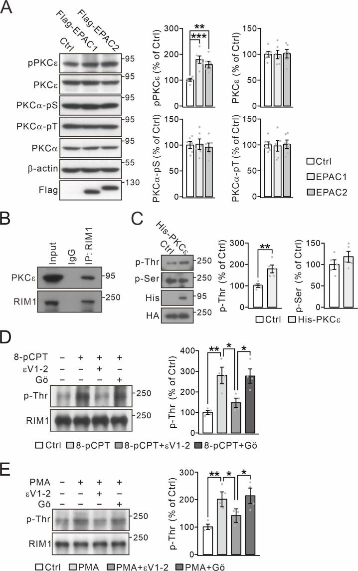 https://cdn.ncbi.nlm.nih.gov/pmc/blobs/55ee/10171863/48aab54b69ab/elife-80875-fig1-figsupp4.jpg