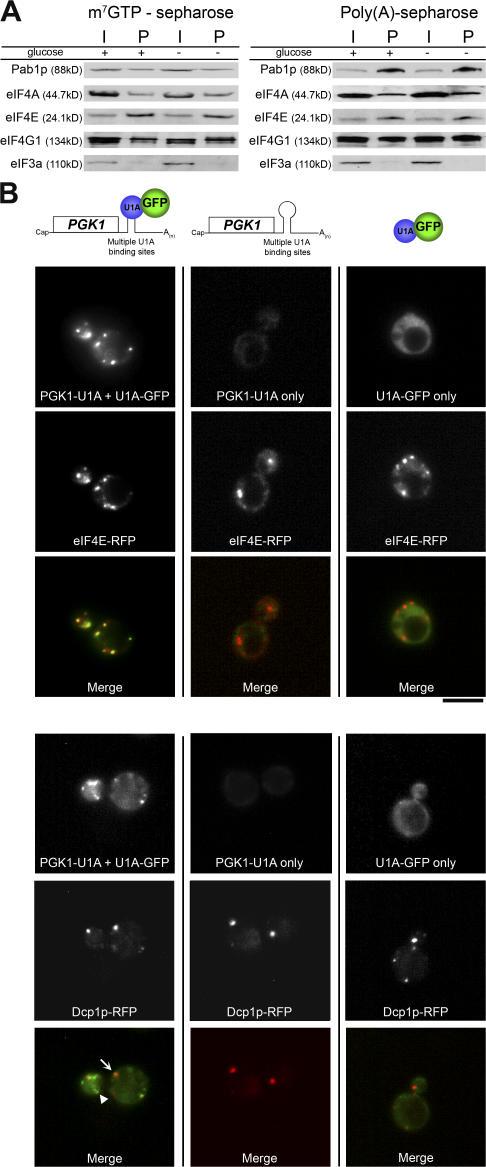 https://cdn.ncbi.nlm.nih.gov/pmc/blobs/55f6/2064737/e098e71c7630/jcb1790065f03.jpg