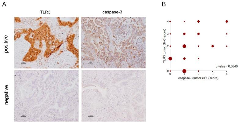 https://cdn.ncbi.nlm.nih.gov/pmc/blobs/55f6/7073031/1c6a6b905430/ijms-21-01440-g002.jpg