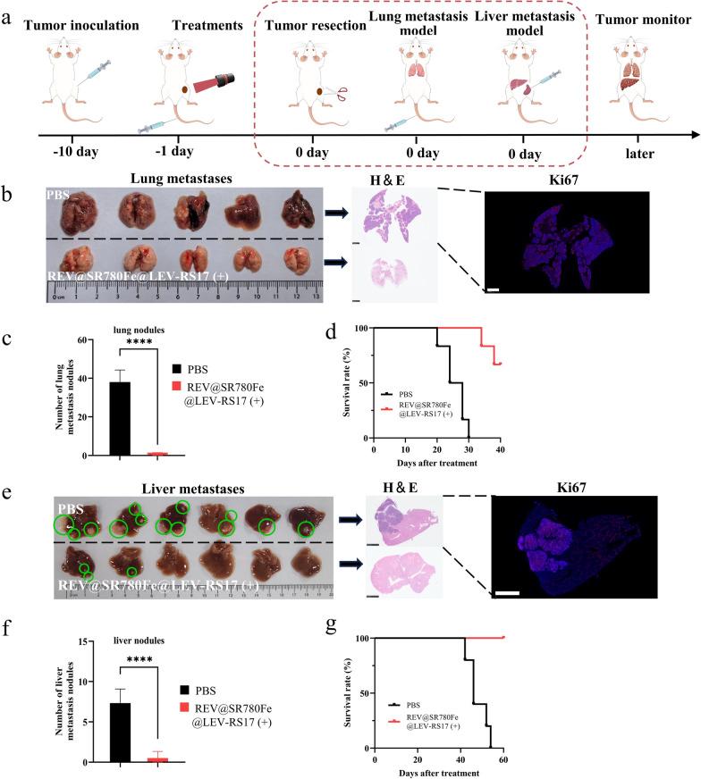 https://cdn.ncbi.nlm.nih.gov/pmc/blobs/55f9/11264854/c9bf95fe0e7d/12951_2024_2719_Fig7_HTML.jpg