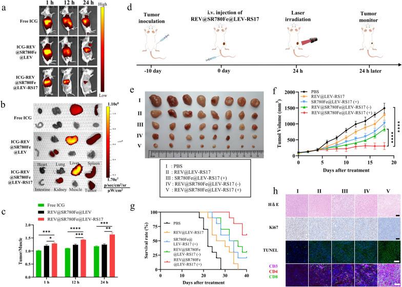 https://cdn.ncbi.nlm.nih.gov/pmc/blobs/55f9/11264854/ee6f5e673d42/12951_2024_2719_Fig5_HTML.jpg