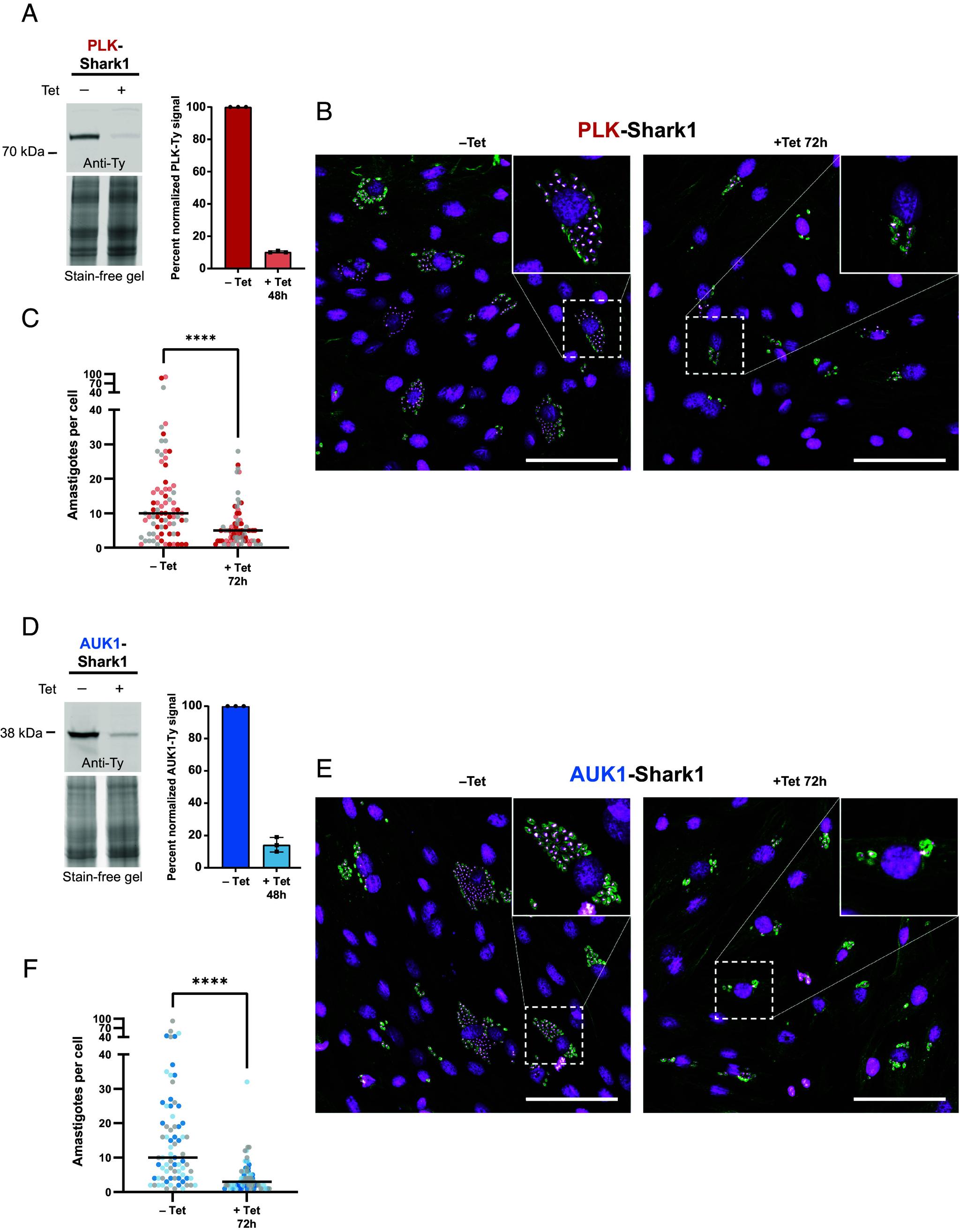 https://cdn.ncbi.nlm.nih.gov/pmc/blobs/55fc/11874021/6d4f6c7eba80/pnas.2416009122fig05.jpg