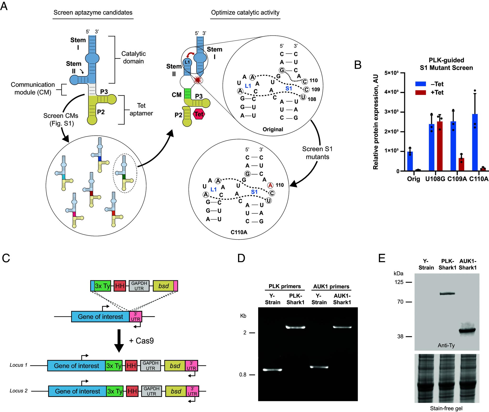 https://cdn.ncbi.nlm.nih.gov/pmc/blobs/55fc/11874021/ce2a3e200848/pnas.2416009122fig01.jpg