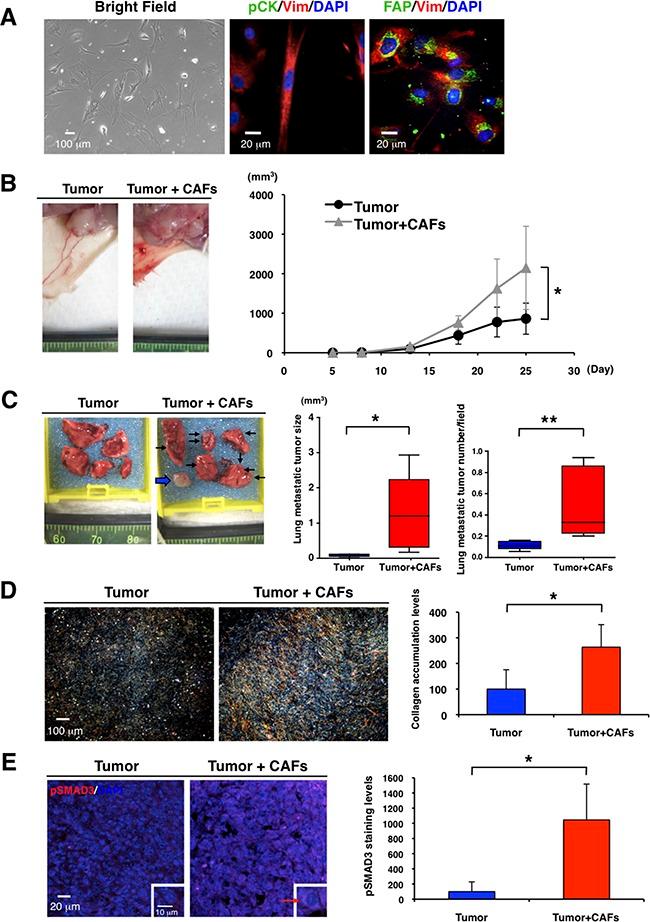 https://cdn.ncbi.nlm.nih.gov/pmc/blobs/55ff/5341254/d0109f550fc9/oncotarget-07-82889-g002.jpg