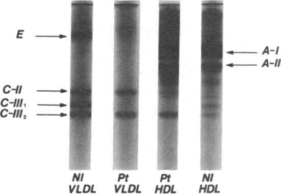 https://cdn.ncbi.nlm.nih.gov/pmc/blobs/5601/423826/f650cf34399c/jcinvest00122-0031-a.jpg
