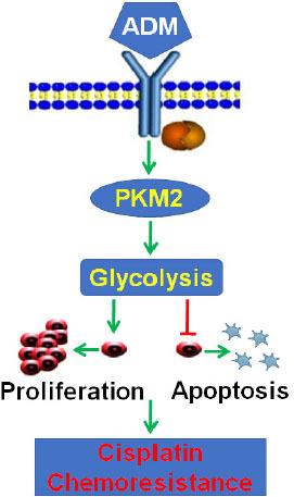 https://cdn.ncbi.nlm.nih.gov/pmc/blobs/5607/10318923/0303cd3d77b4/j_jtim-2023-0091_fig_005.jpg