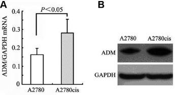 https://cdn.ncbi.nlm.nih.gov/pmc/blobs/5607/10318923/e1c043650dc0/j_jtim-2023-0091_fig_001.jpg