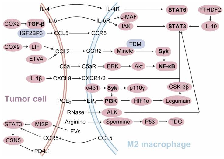 https://cdn.ncbi.nlm.nih.gov/pmc/blobs/5608/12210125/62b9a9b1ee26/ijbsv21p4098g003.jpg