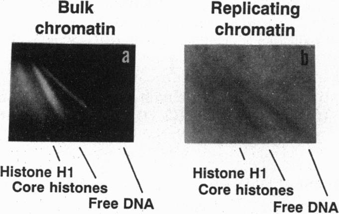https://cdn.ncbi.nlm.nih.gov/pmc/blobs/5612/46417/246b553dd8f5/pnas01468-0153-a.jpg