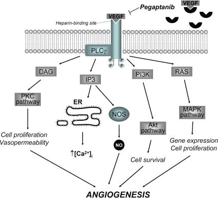 https://cdn.ncbi.nlm.nih.gov/pmc/blobs/5615/2704523/bb822893ec36/opth-1-393f2.jpg