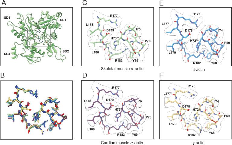 https://cdn.ncbi.nlm.nih.gov/pmc/blobs/5618/10072879/12d45b9a14fc/elife-82015-fig1-figsupp3.jpg