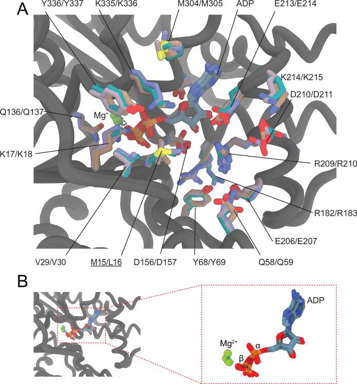 https://cdn.ncbi.nlm.nih.gov/pmc/blobs/5618/10072879/5c92cea2c620/elife-82015-fig2-figsupp1.jpg