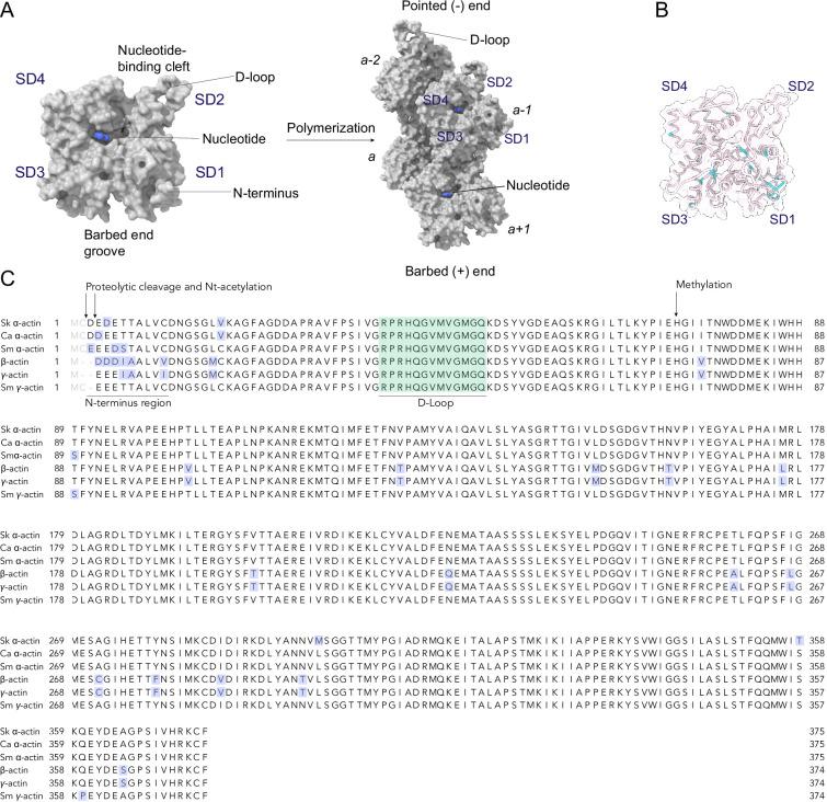https://cdn.ncbi.nlm.nih.gov/pmc/blobs/5618/10072879/e9aa494905cc/elife-82015-fig1-figsupp1.jpg