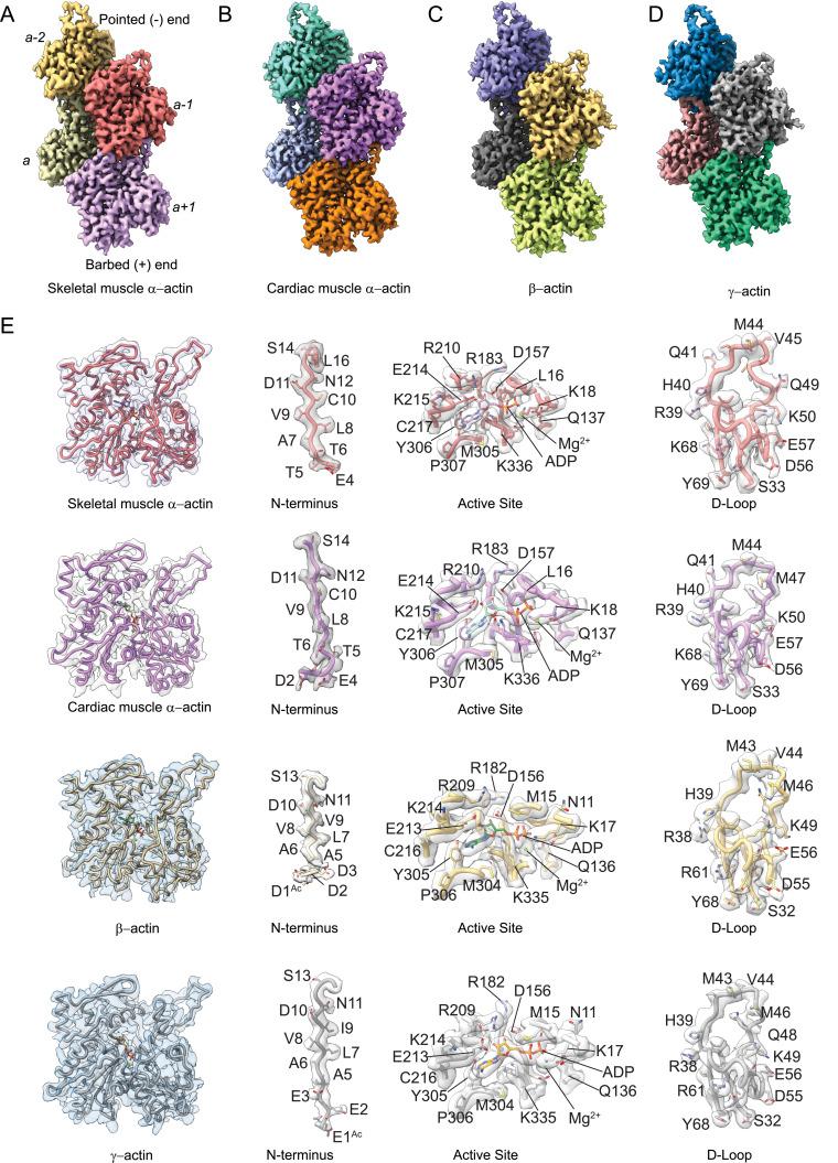 https://cdn.ncbi.nlm.nih.gov/pmc/blobs/5618/10072879/f0d1502ef54b/elife-82015-fig1.jpg