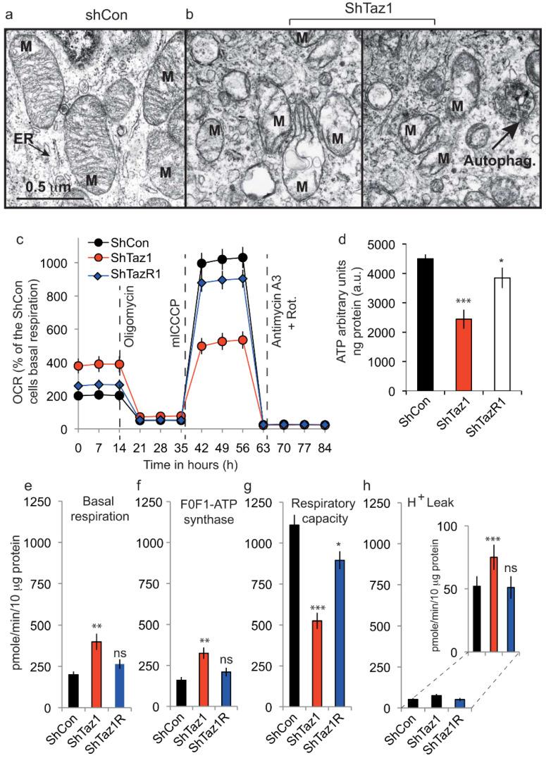 https://cdn.ncbi.nlm.nih.gov/pmc/blobs/5618/7589545/954a3e46eaee/cells-09-02333-g005.jpg