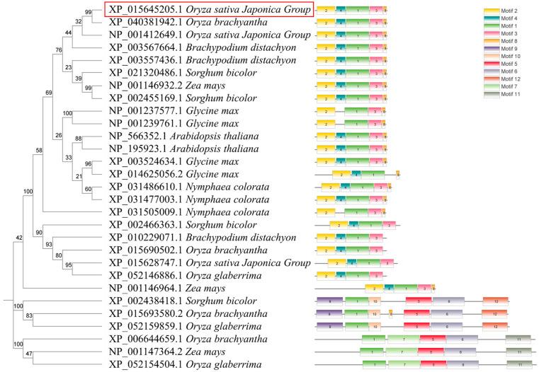 https://cdn.ncbi.nlm.nih.gov/pmc/blobs/561c/11434697/2f01eeb912f5/plants-13-02593-g001.jpg