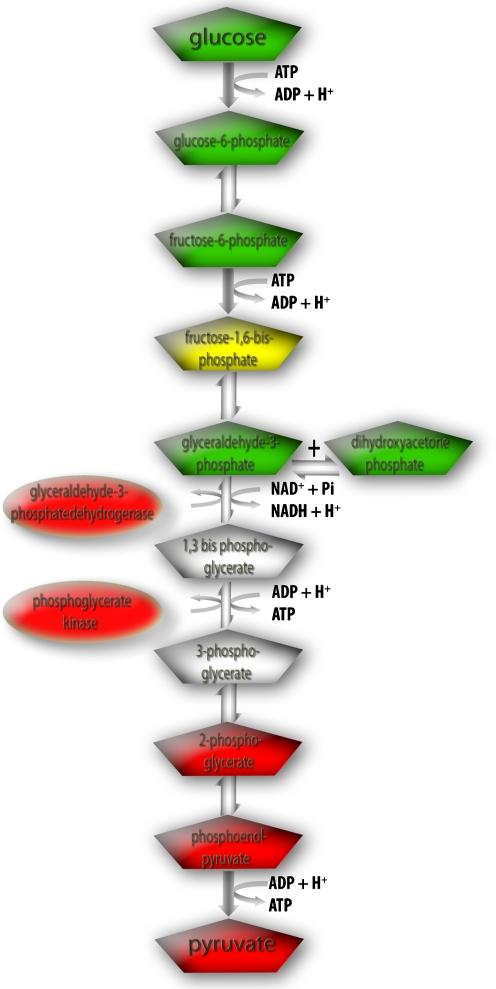 https://cdn.ncbi.nlm.nih.gov/pmc/blobs/561d/2807966/ca2e0c331203/253_2009_2320_Fig5_HTML.jpg