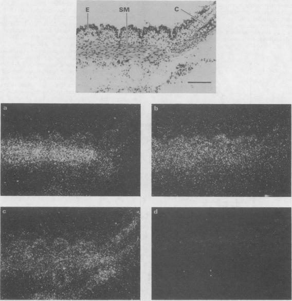 https://cdn.ncbi.nlm.nih.gov/pmc/blobs/561e/2176042/33869b7e51d7/brjpharm00722-0443-a.jpg