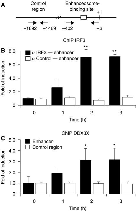 https://cdn.ncbi.nlm.nih.gov/pmc/blobs/561e/2516878/e907c2f7c57e/emboj2008126f5.jpg