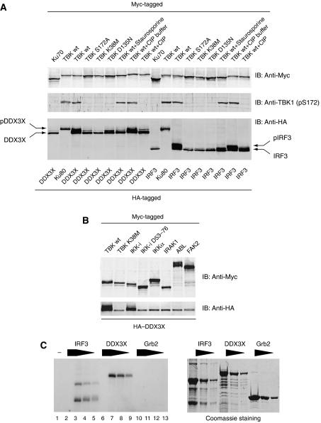 https://cdn.ncbi.nlm.nih.gov/pmc/blobs/561e/2516878/fb86ad767dca/emboj2008126f6.jpg