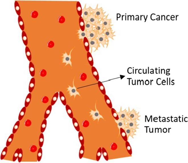 https://cdn.ncbi.nlm.nih.gov/pmc/blobs/5625/6816665/8180624ded38/12195_2017_497_Fig1_HTML.jpg