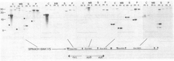 https://cdn.ncbi.nlm.nih.gov/pmc/blobs/5626/345413/1e65c981453b/pnas00608-0025-b.jpg