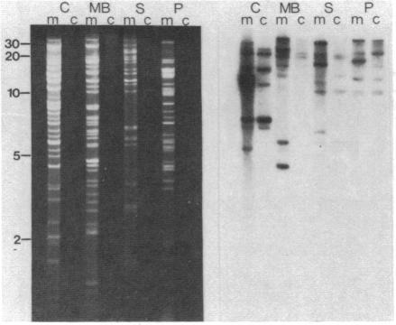 https://cdn.ncbi.nlm.nih.gov/pmc/blobs/5626/345413/5ddc1b9c95f1/pnas00608-0024-a.jpg