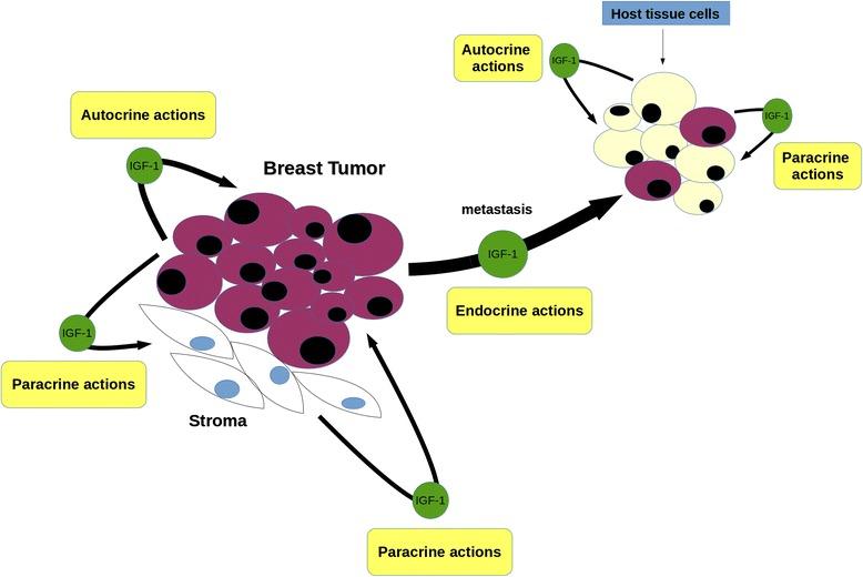 https://cdn.ncbi.nlm.nih.gov/pmc/blobs/562a/4335664/1320061533f7/12943_2015_291_Fig1_HTML.jpg