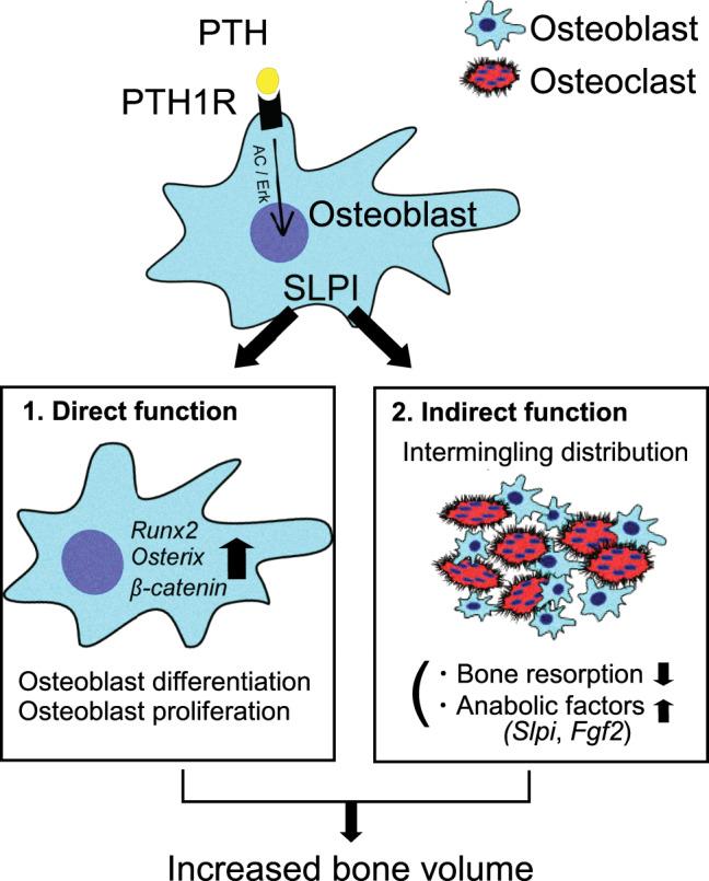 https://cdn.ncbi.nlm.nih.gov/pmc/blobs/5632/8035405/ab706ab23233/41467_2021_22402_Fig5_HTML.jpg
