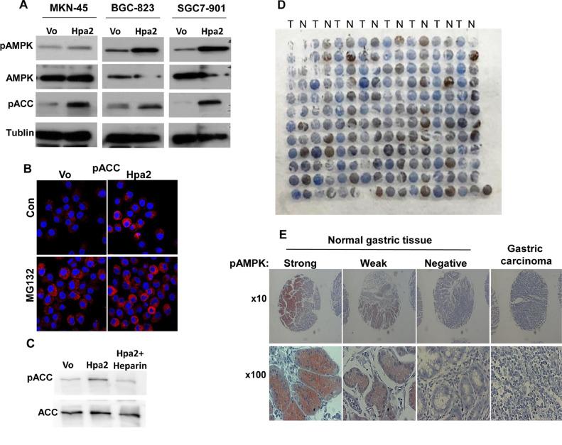https://cdn.ncbi.nlm.nih.gov/pmc/blobs/5632/8349917/31a6ceb9e63c/gr5.jpg