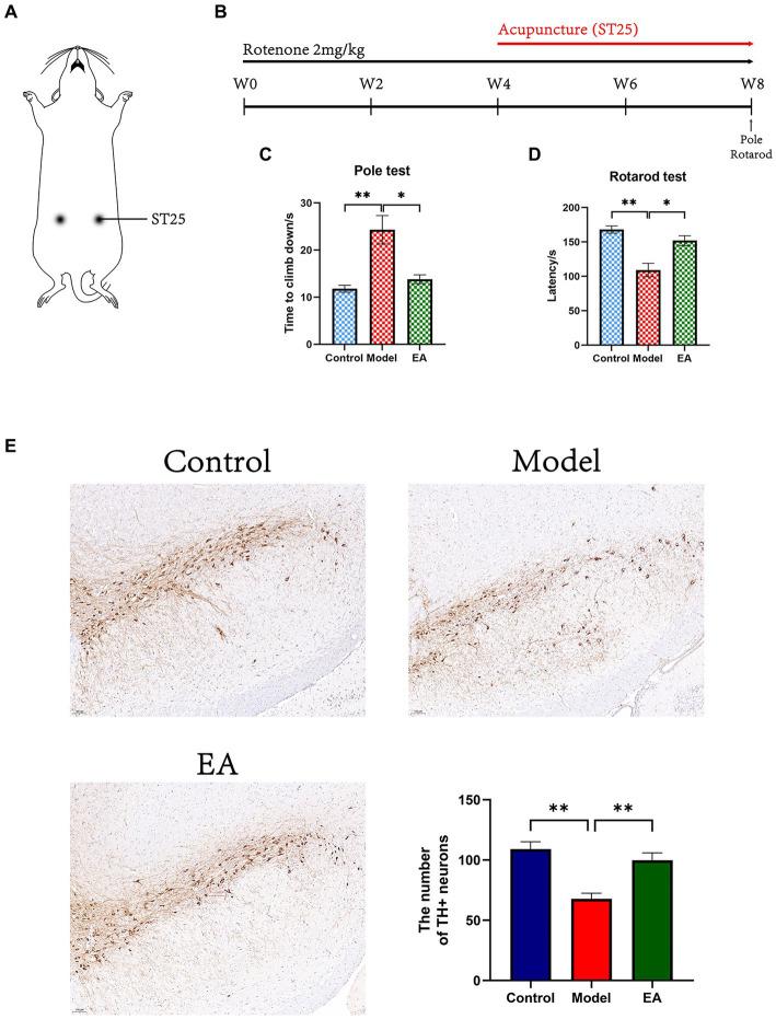 https://cdn.ncbi.nlm.nih.gov/pmc/blobs/5636/10915097/738a3b7feb8b/fmicb-15-1358525-g001.jpg