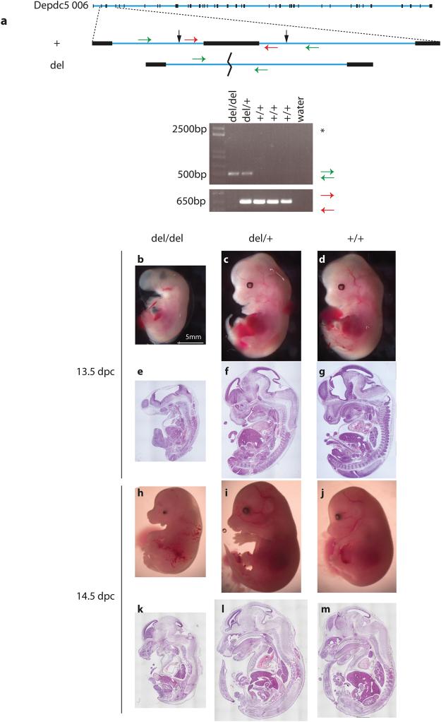 https://cdn.ncbi.nlm.nih.gov/pmc/blobs/5637/5626732/12e763c05ae6/41598_2017_12574_Fig3_HTML.jpg
