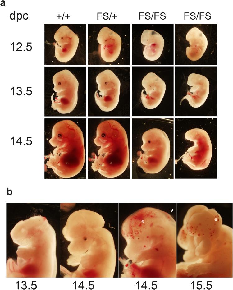 https://cdn.ncbi.nlm.nih.gov/pmc/blobs/5637/5626732/146f59d525ba/41598_2017_12574_Fig2_HTML.jpg