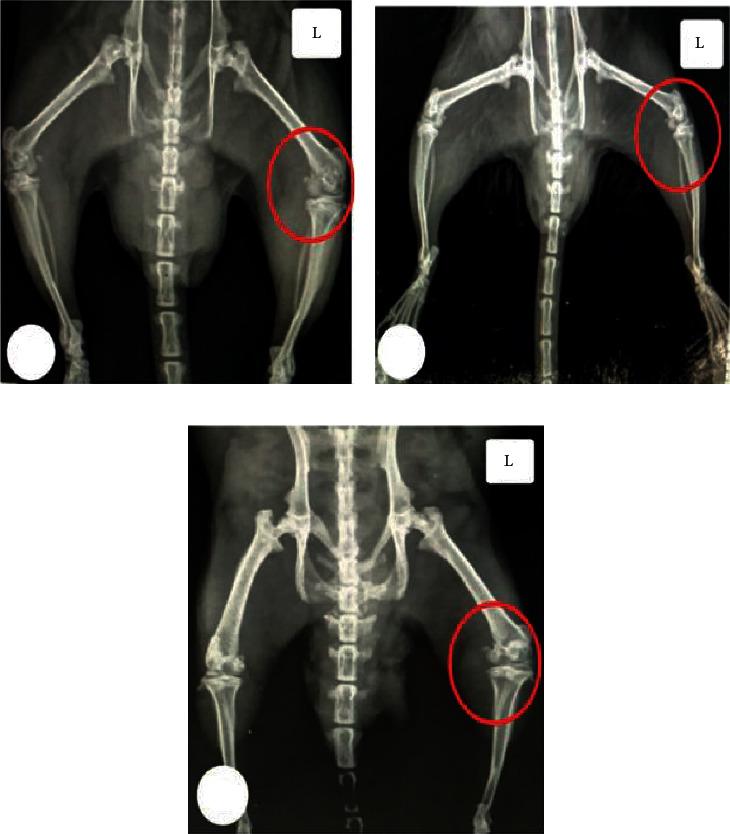 https://cdn.ncbi.nlm.nih.gov/pmc/blobs/5638/9792255/64cc4ac527aa/MI2022-8353472.006.jpg