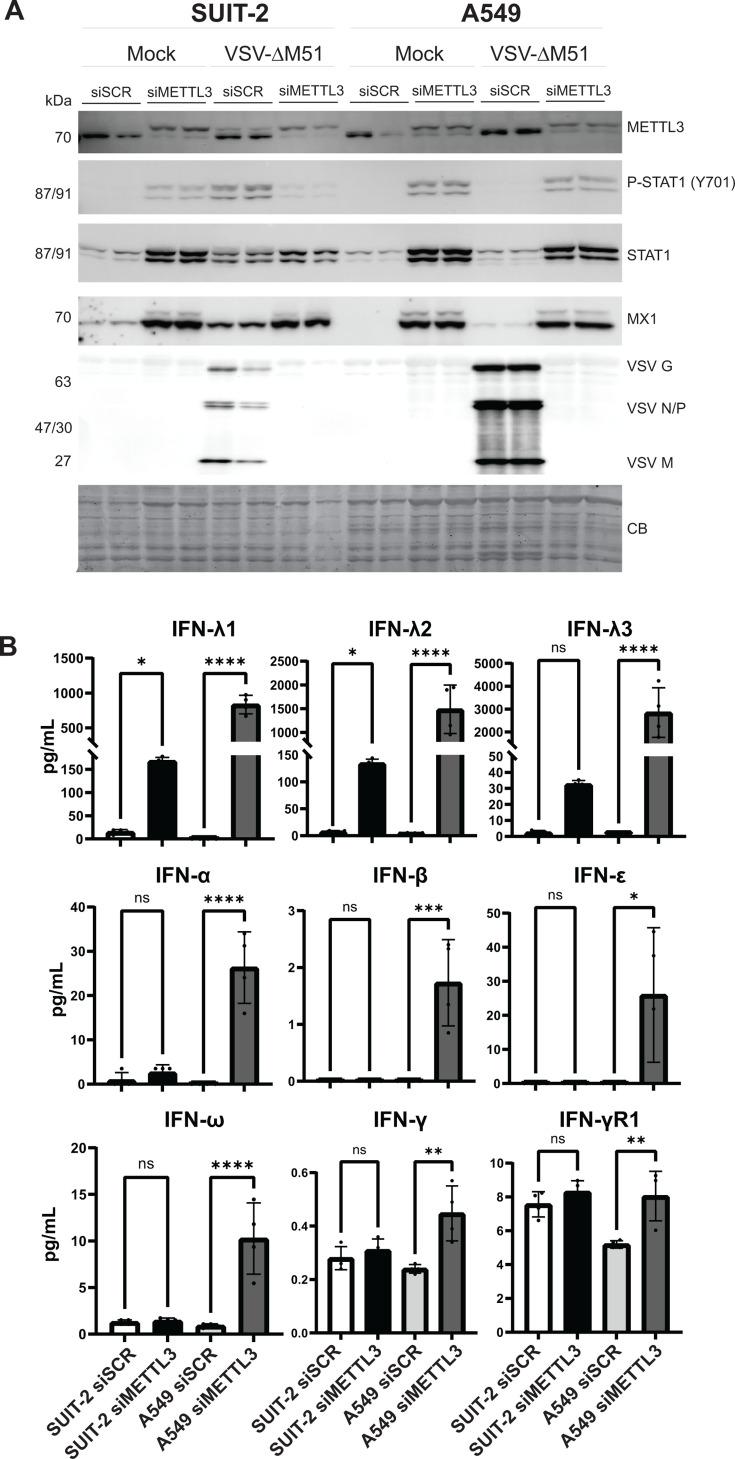 https://cdn.ncbi.nlm.nih.gov/pmc/blobs/563f/12090749/bfcfb62c9caa/jvi.02284-24.f014.jpg