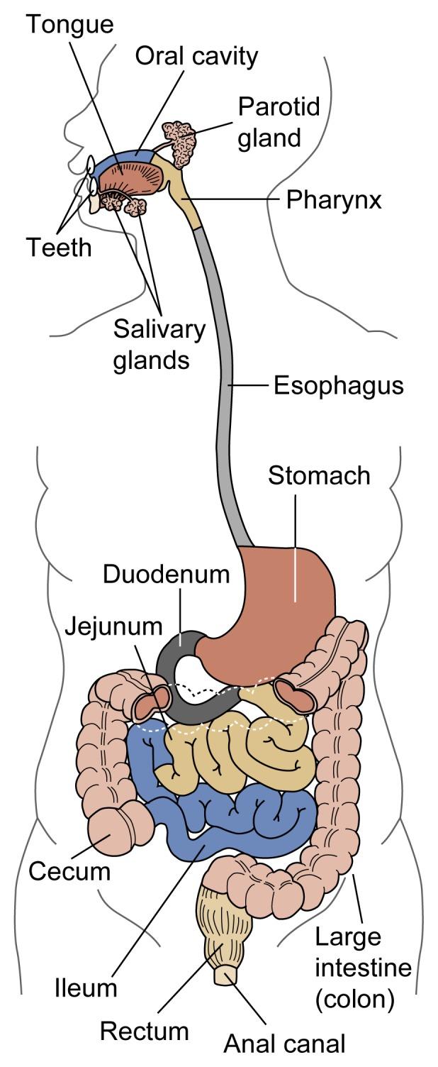 https://cdn.ncbi.nlm.nih.gov/pmc/blobs/5643/6826790/03eabffad8b2/arhw-21-1-76f1.jpg
