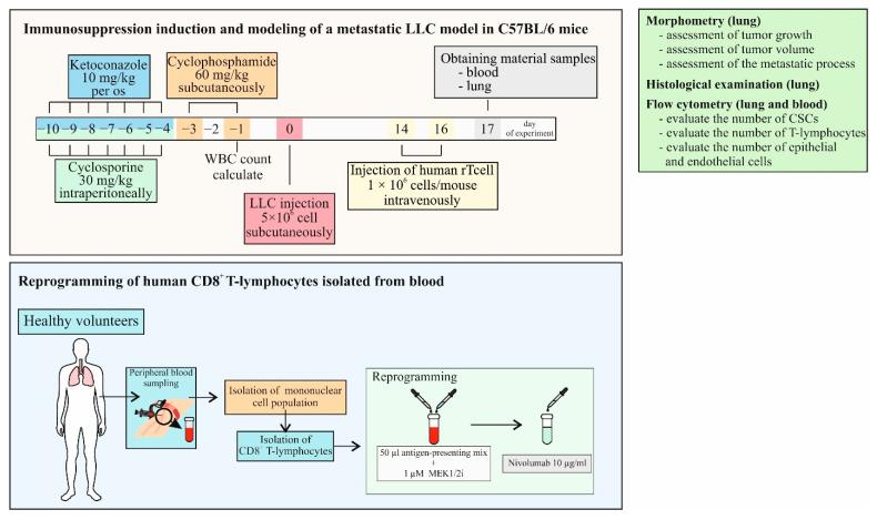 https://cdn.ncbi.nlm.nih.gov/pmc/blobs/5643/9779156/2c7936ae0a67/ijms-23-15780-g005.jpg