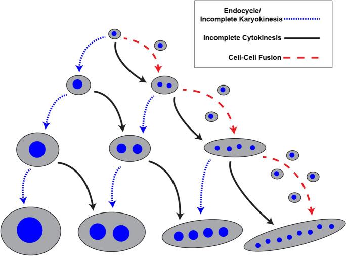 https://cdn.ncbi.nlm.nih.gov/pmc/blobs/564e/8169410/ec0a4c6f38d0/10577_2021_9664_Fig1_HTML.jpg