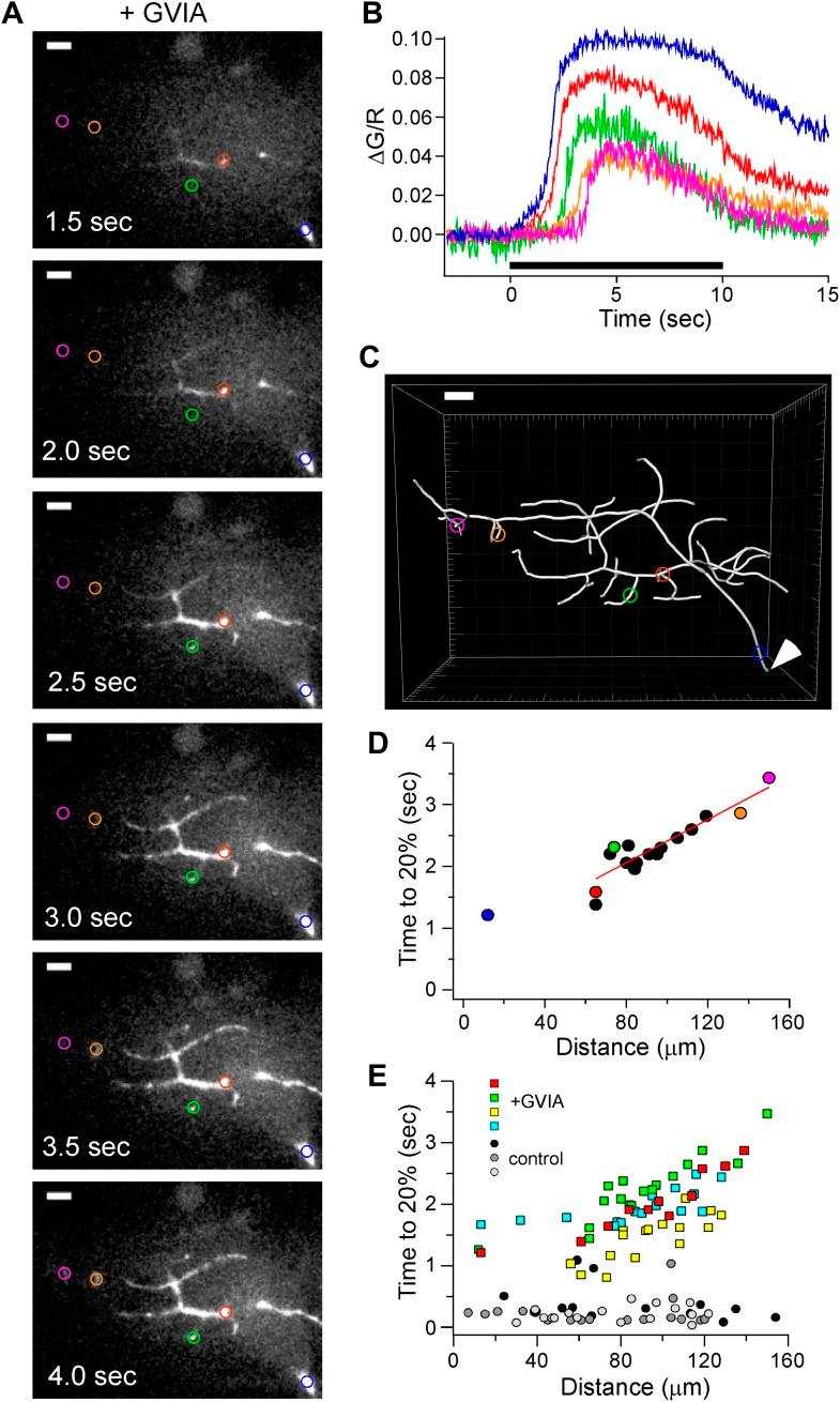 https://cdn.ncbi.nlm.nih.gov/pmc/blobs/5653/3869123/e48c1370343b/elife01206f007.jpg